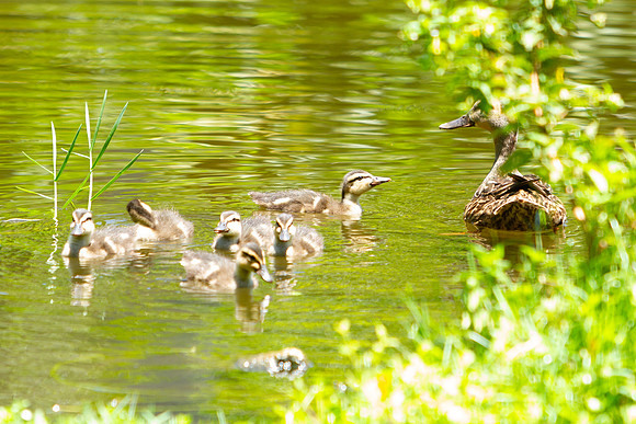 The Young Family at Jungle Gardens in Sarasota, FL on Mother's Day 2022.