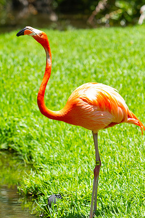The Young Family at Jungle Gardens in Sarasota, FL on Mother's Day 2022.